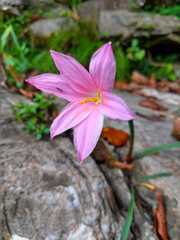 Zephyranthes carinata