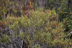 Morella quercifolia