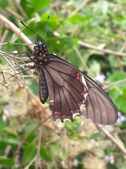 Battus polydamas