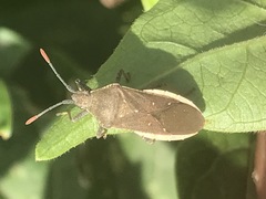 Catorhintha apicalis