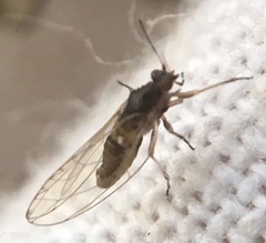 Triozidae