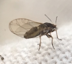 Triozidae