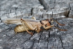 Paragryllacris combusta