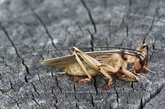 Paragryllacris combusta