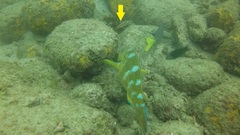 Serranus psittacinus