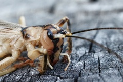 Paragryllacris combusta