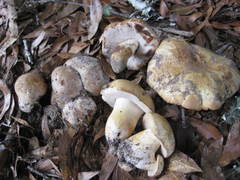 Leccinellum rugosiceps