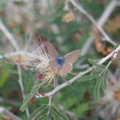 Leptotes marina