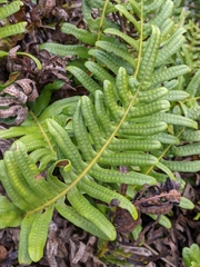 Polypodium scouleri