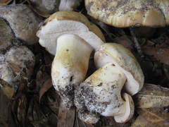 Leccinellum rugosiceps