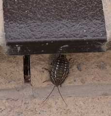 Polyzosteria mitchelli