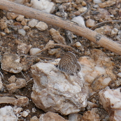Leptotes marina