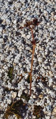 Anisotome aromatica