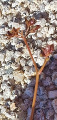 Anisotome aromatica