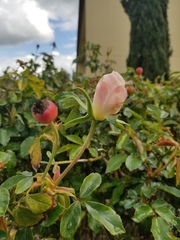Rosa