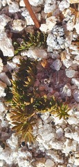 Anisotome aromatica