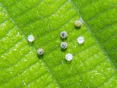 Colobura dirce dirce