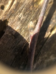 Castanea pumila