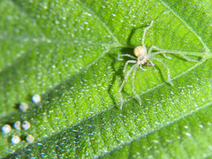 Colobura dirce dirce