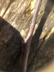 Castanea pumila