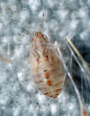 Holcocranum saturejae