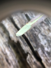 Castanea pumila