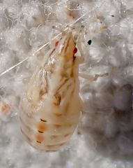 Holcocranum saturejae