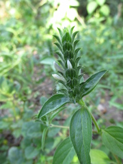 Tetramerium