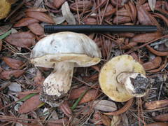 Tylopilus peralbidus