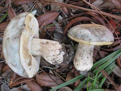 Tylopilus peralbidus
