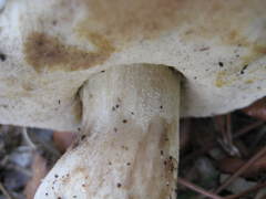 Tylopilus peralbidus