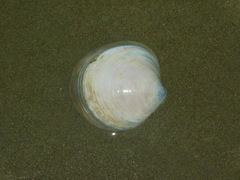 Cyclinella