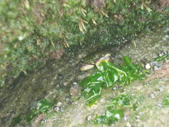 Pachygrapsus socius