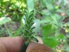 Tetramerium
