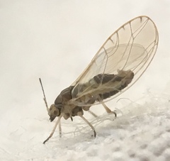 Triozidae