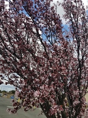 Prunus