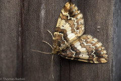Enchoria lacteata