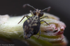 Ptenothrix maculosa olympia