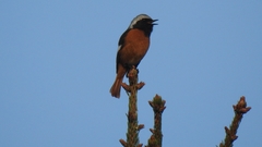 Phoenicurus auroreus