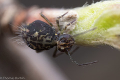 Ptenothrix maculosa olympia