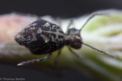 Ptenothrix maculosa olympia