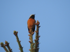 Phoenicurus auroreus