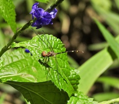 Nannophlebia eludens