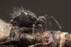 Ptenothrix maculosa olympia