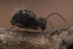 Ptenothrix maculosa olympia