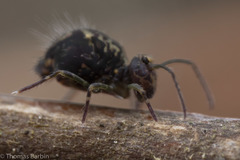 Ptenothrix maculosa olympia