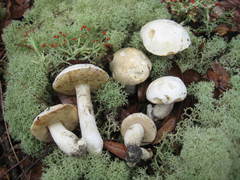 Xanthoconium stramineum