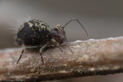 Ptenothrix maculosa olympia