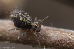 Ptenothrix maculosa olympia