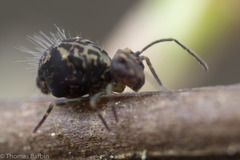 Ptenothrix maculosa olympia